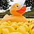 duck image