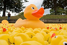 duck image