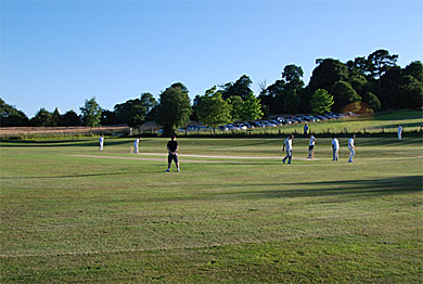 cricket image